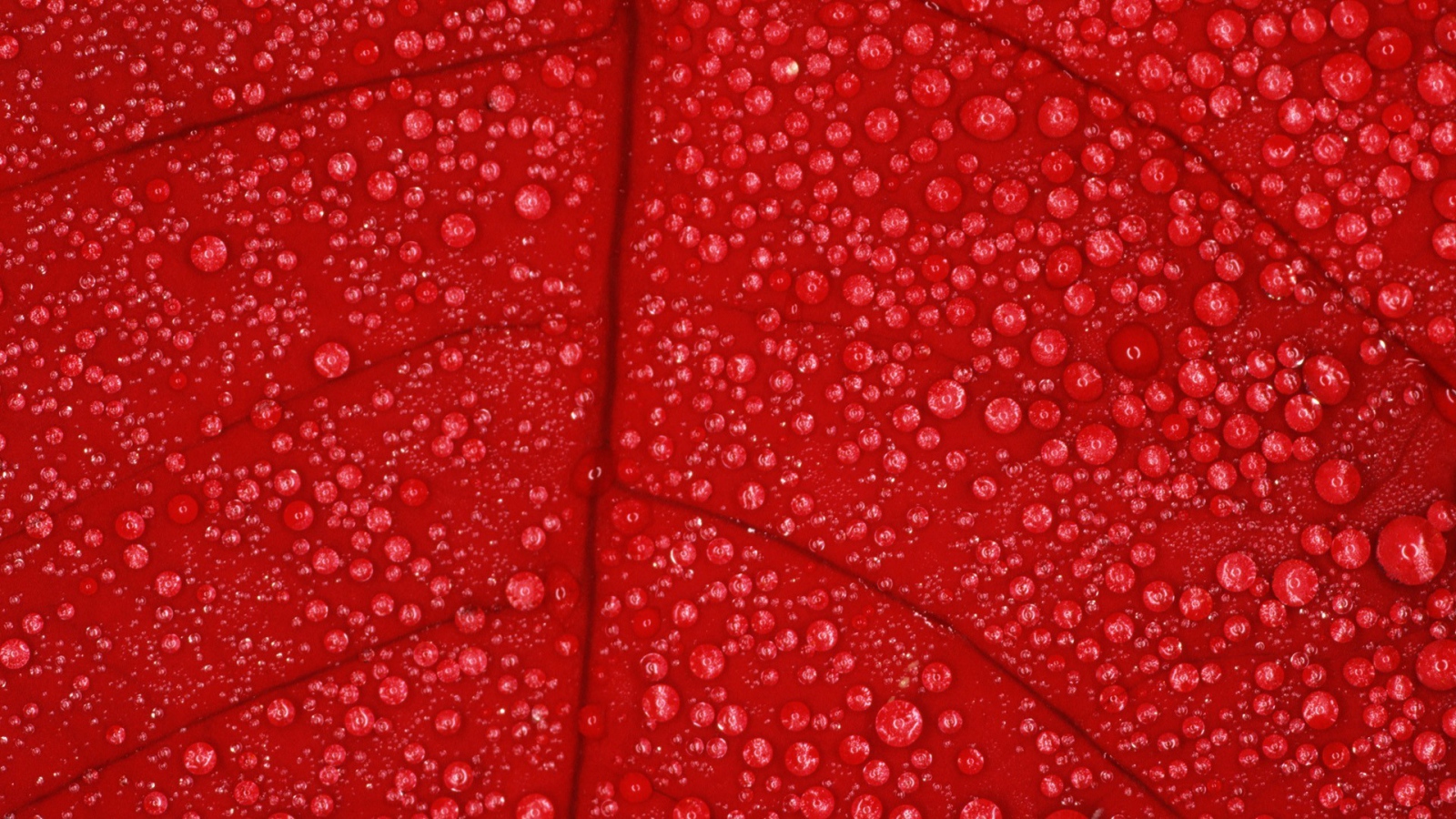 Влага на красном листе, фон