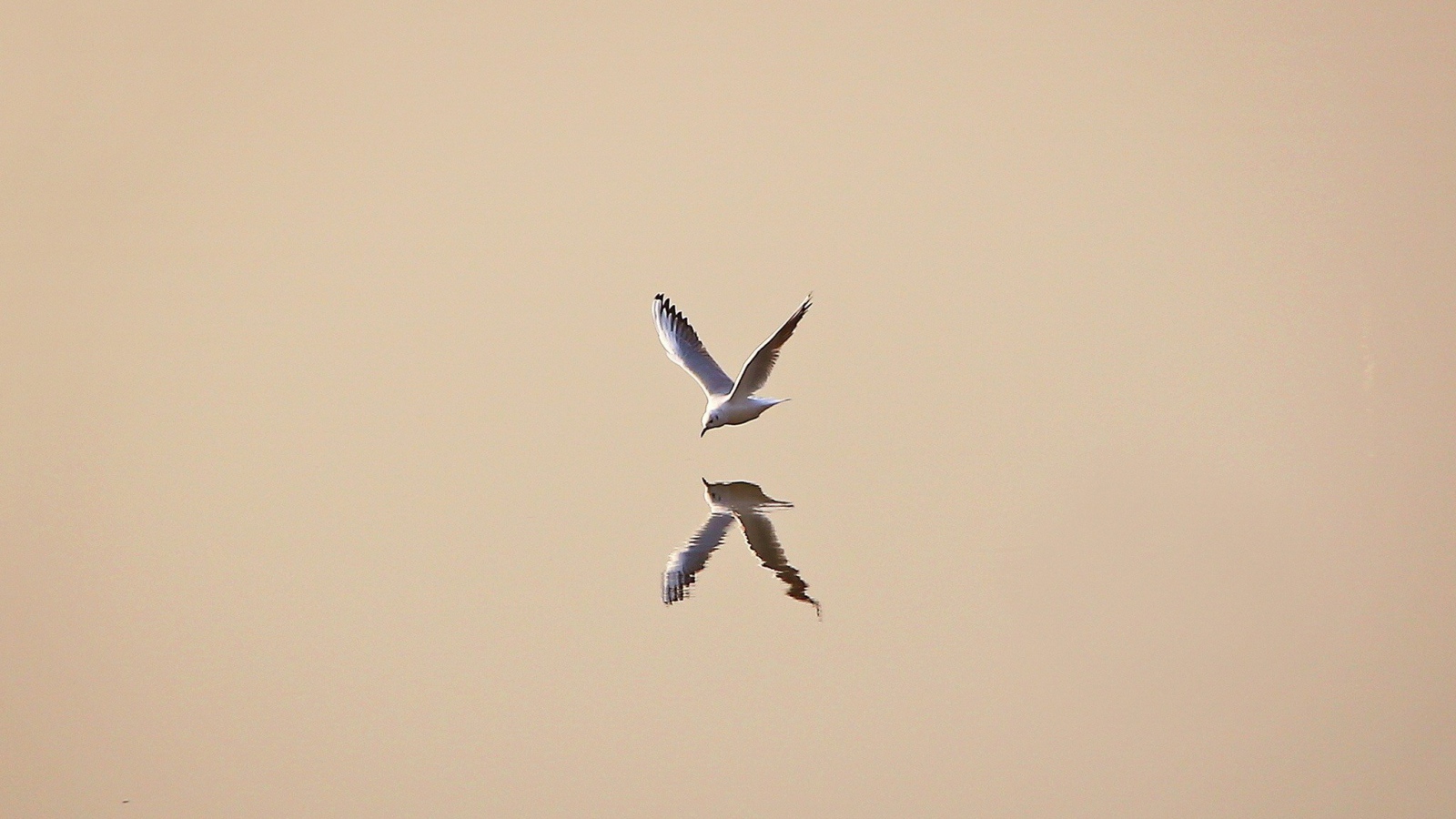 Чайка отражается в воде, светлый фон