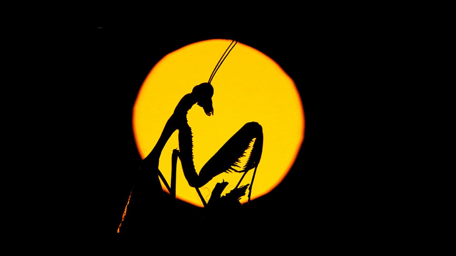 Силуэт насекомого на желтом фоне