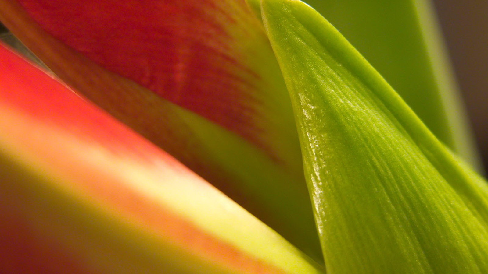 Фон из листьев