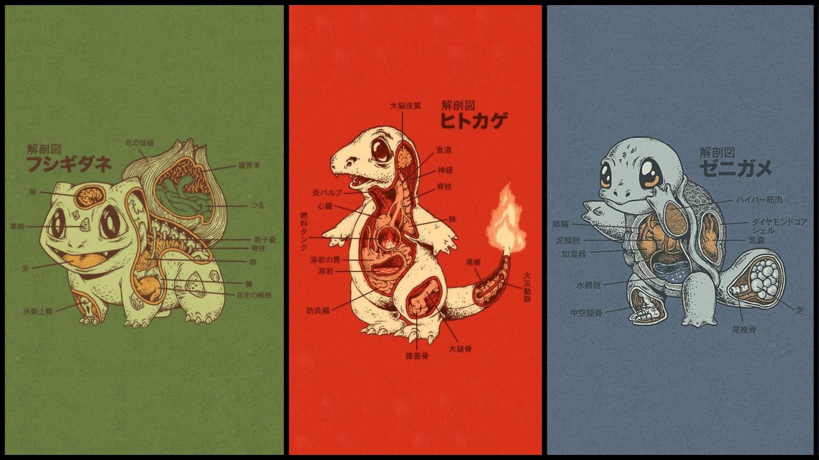 Anatomy of different Pokemon