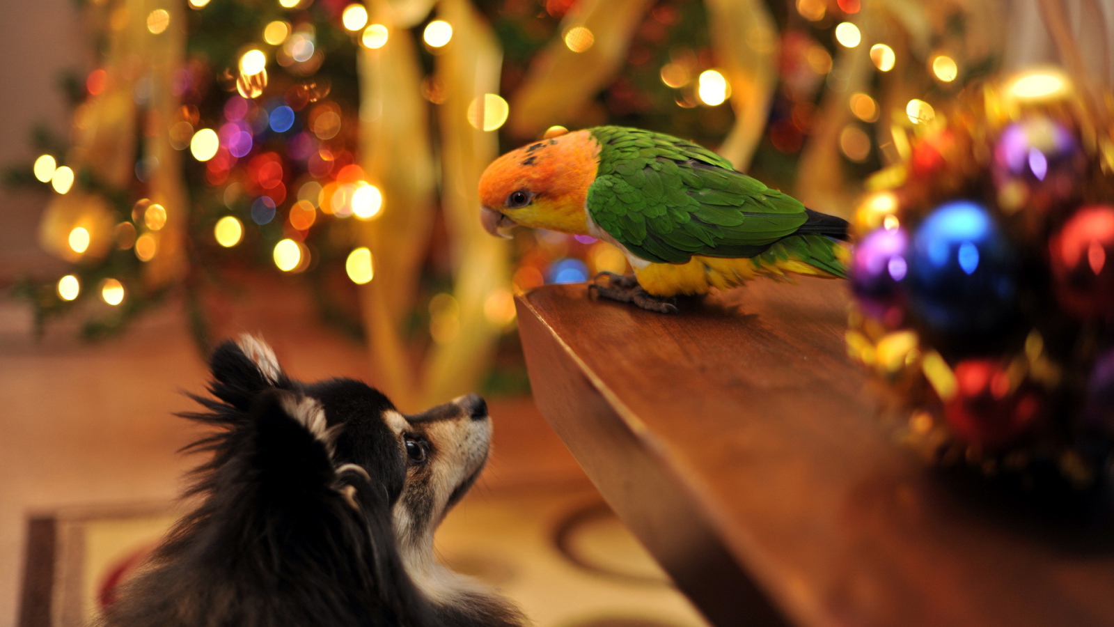 The dog and parrot Christmas meet