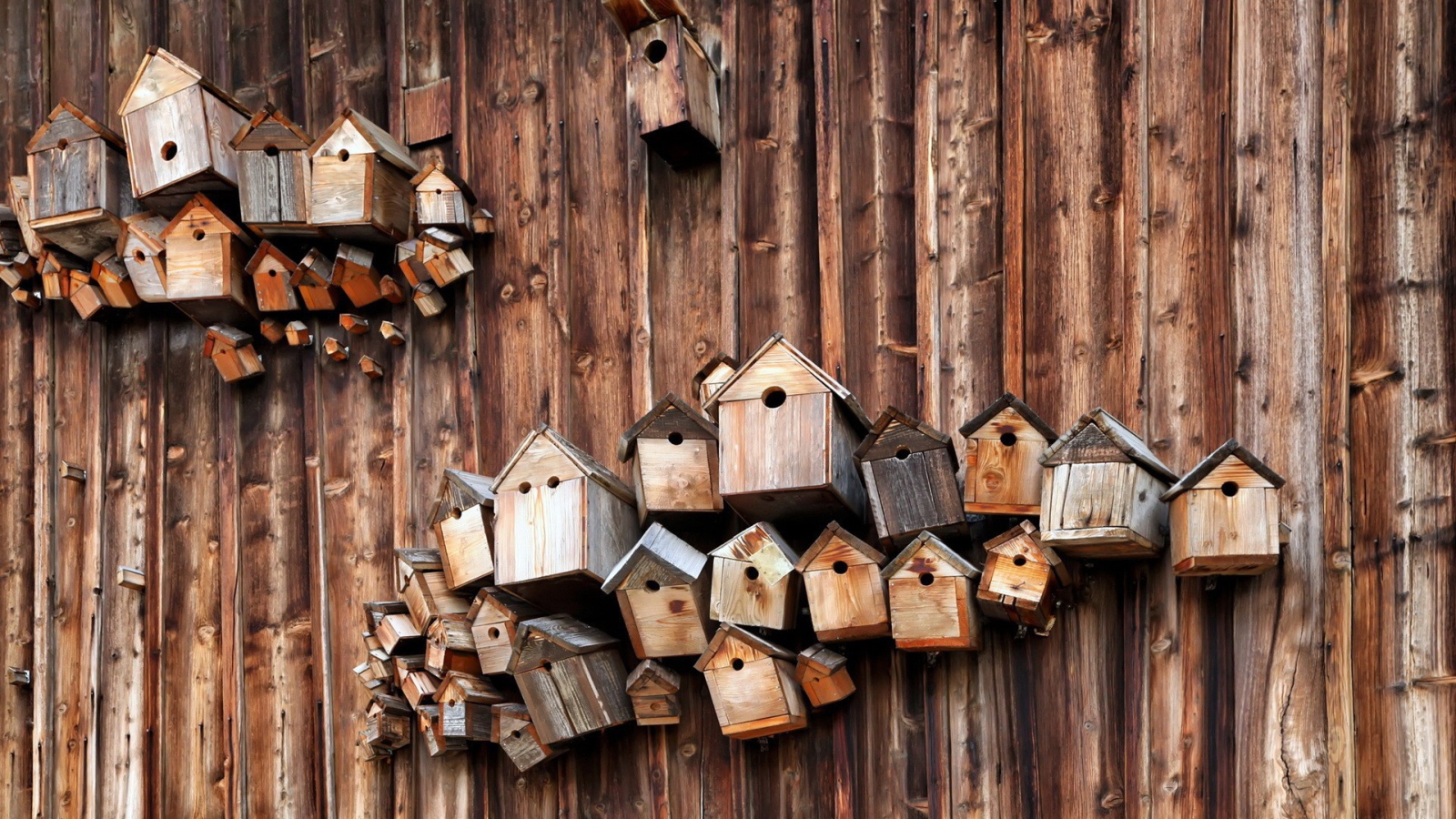 Скворечники на деревянной стене