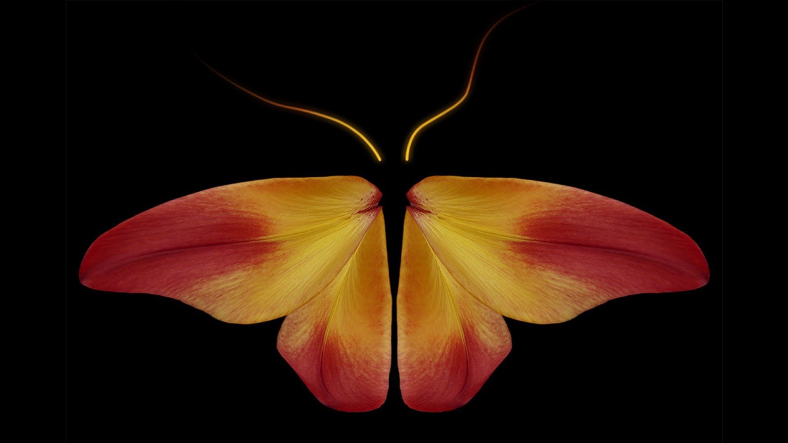 Butterfly from flower petals