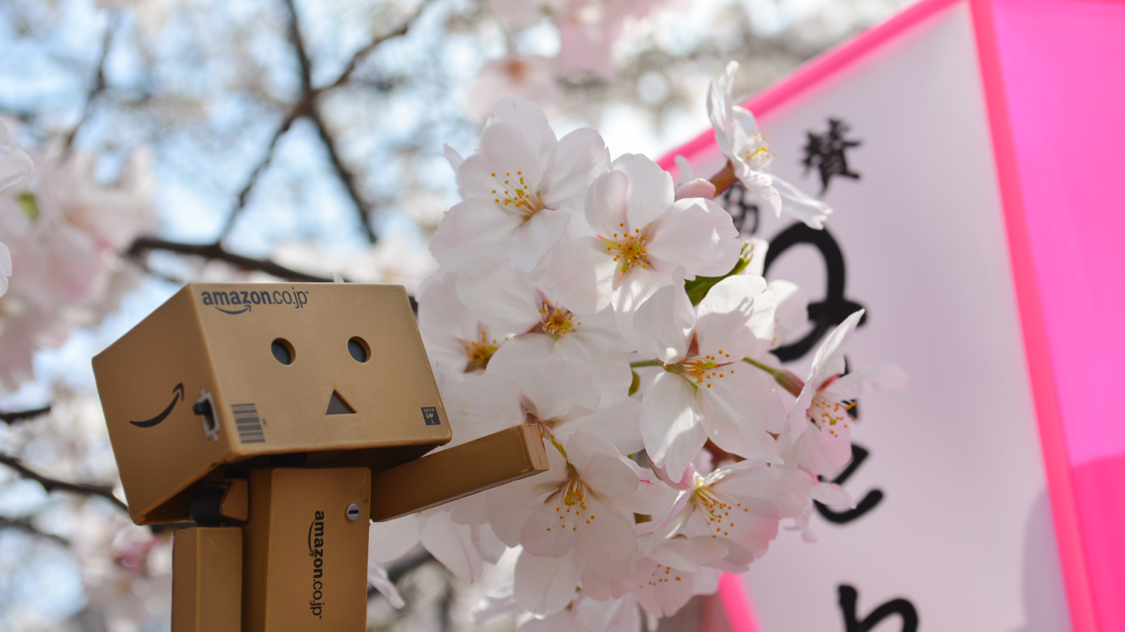 Дандо и цветущая вишня