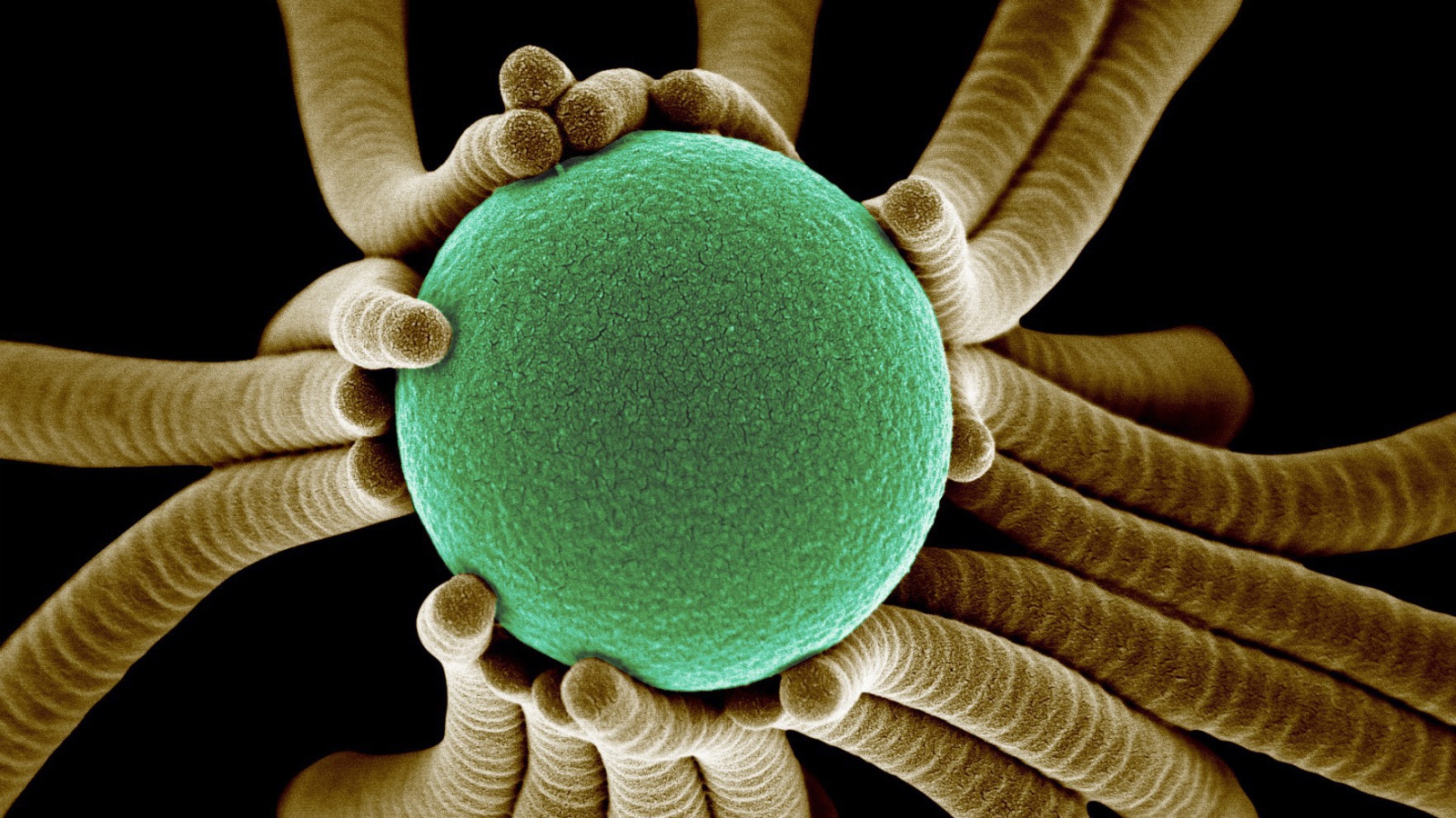 Жизнь маленьких бактерий