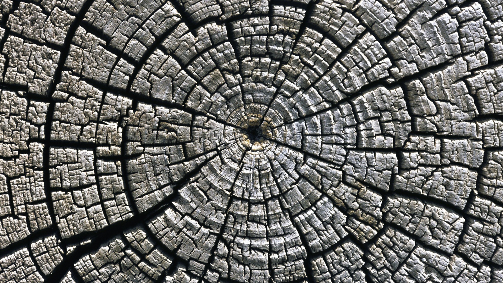 Старый спил дерева