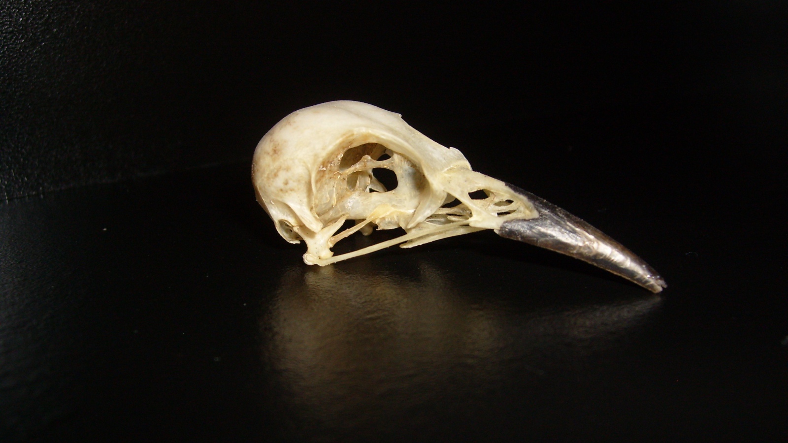 Череп птицы на черном фоне