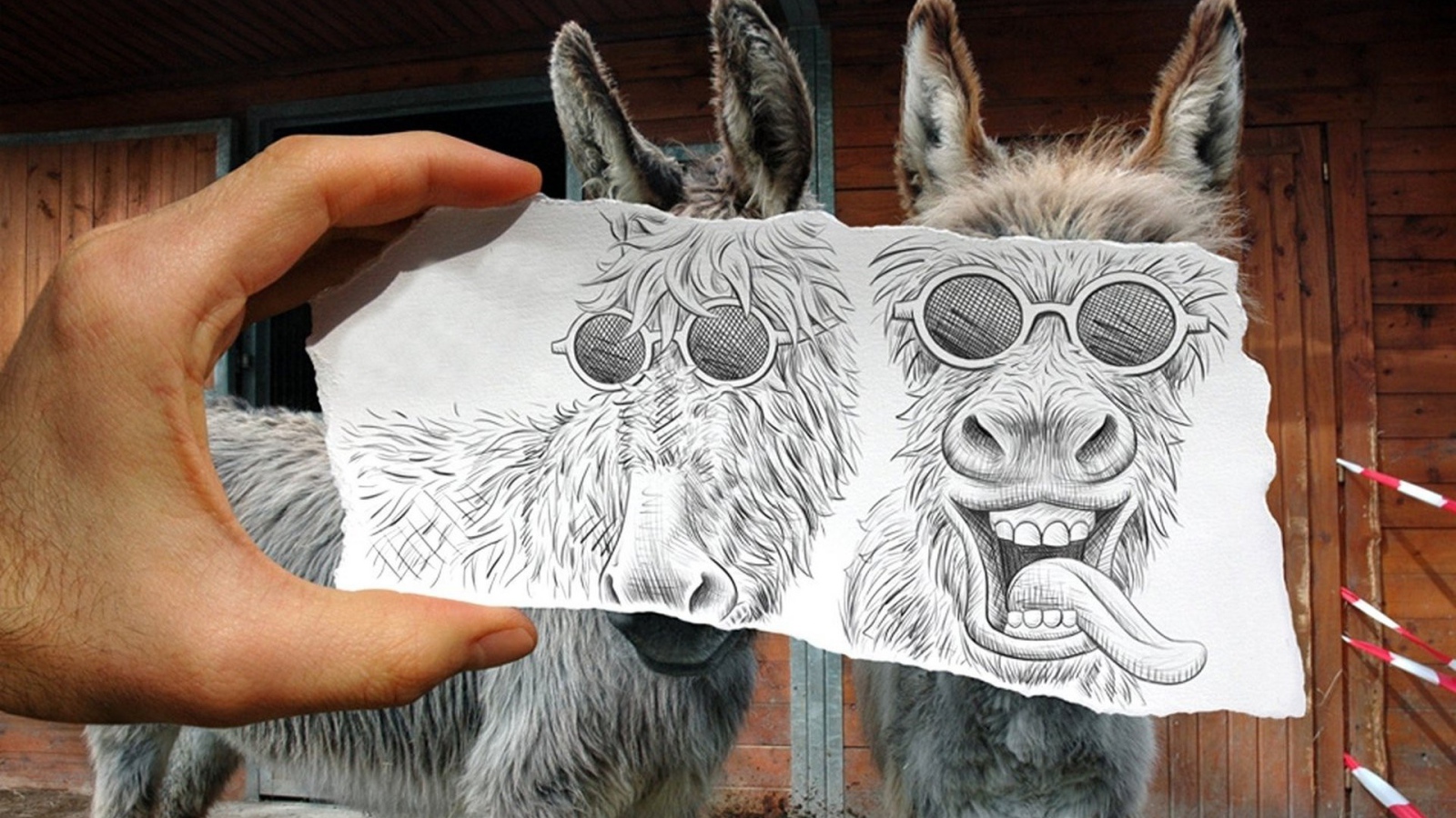 Рисунок поверх фото ослов