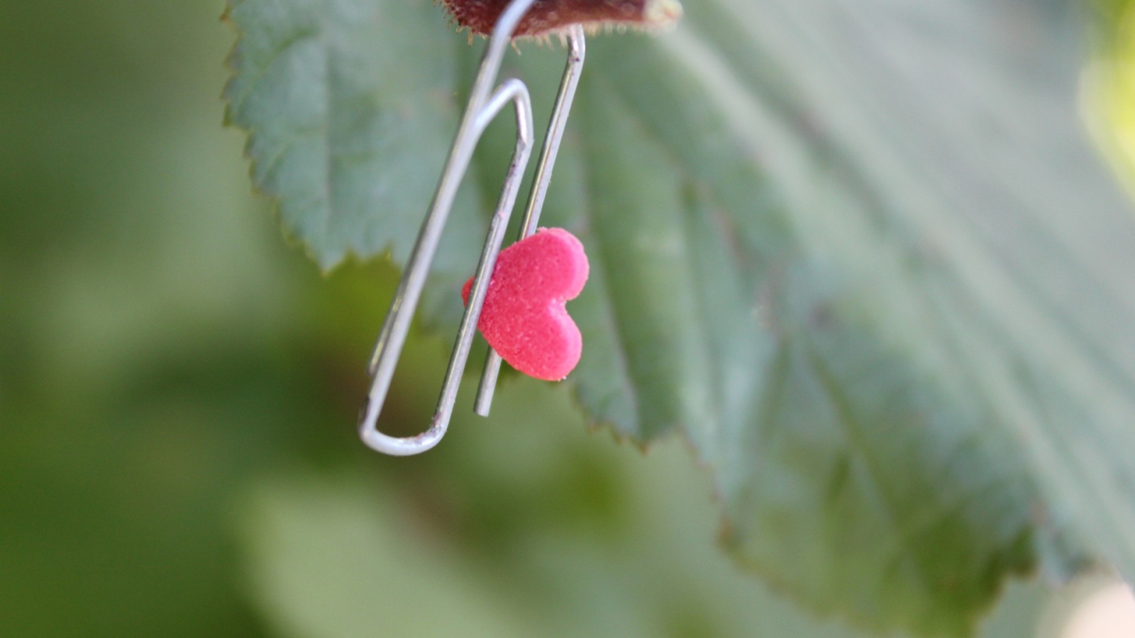 Скрепка с сердцем на зеленом листике