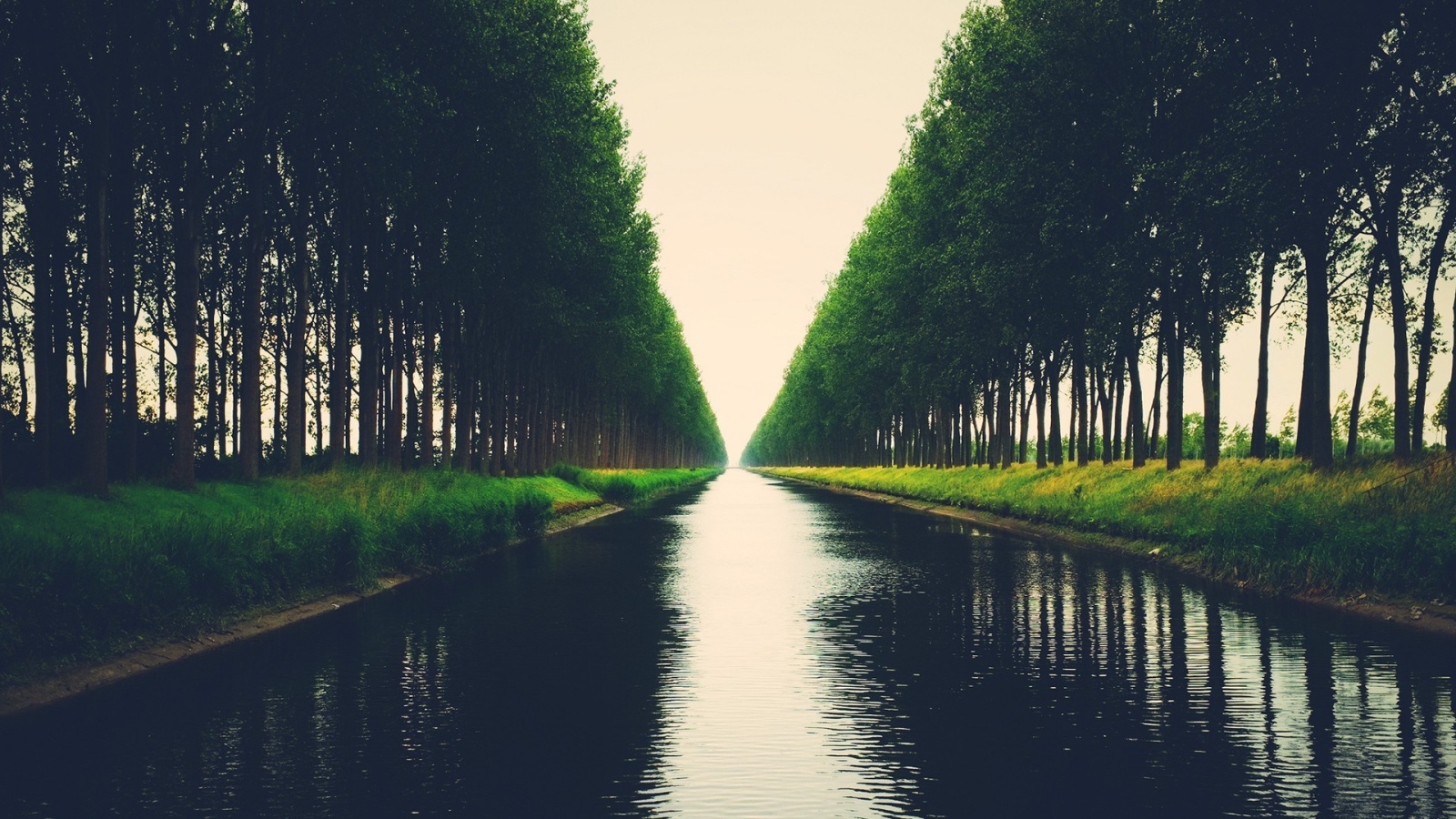Аллея деревьев на берегу канала