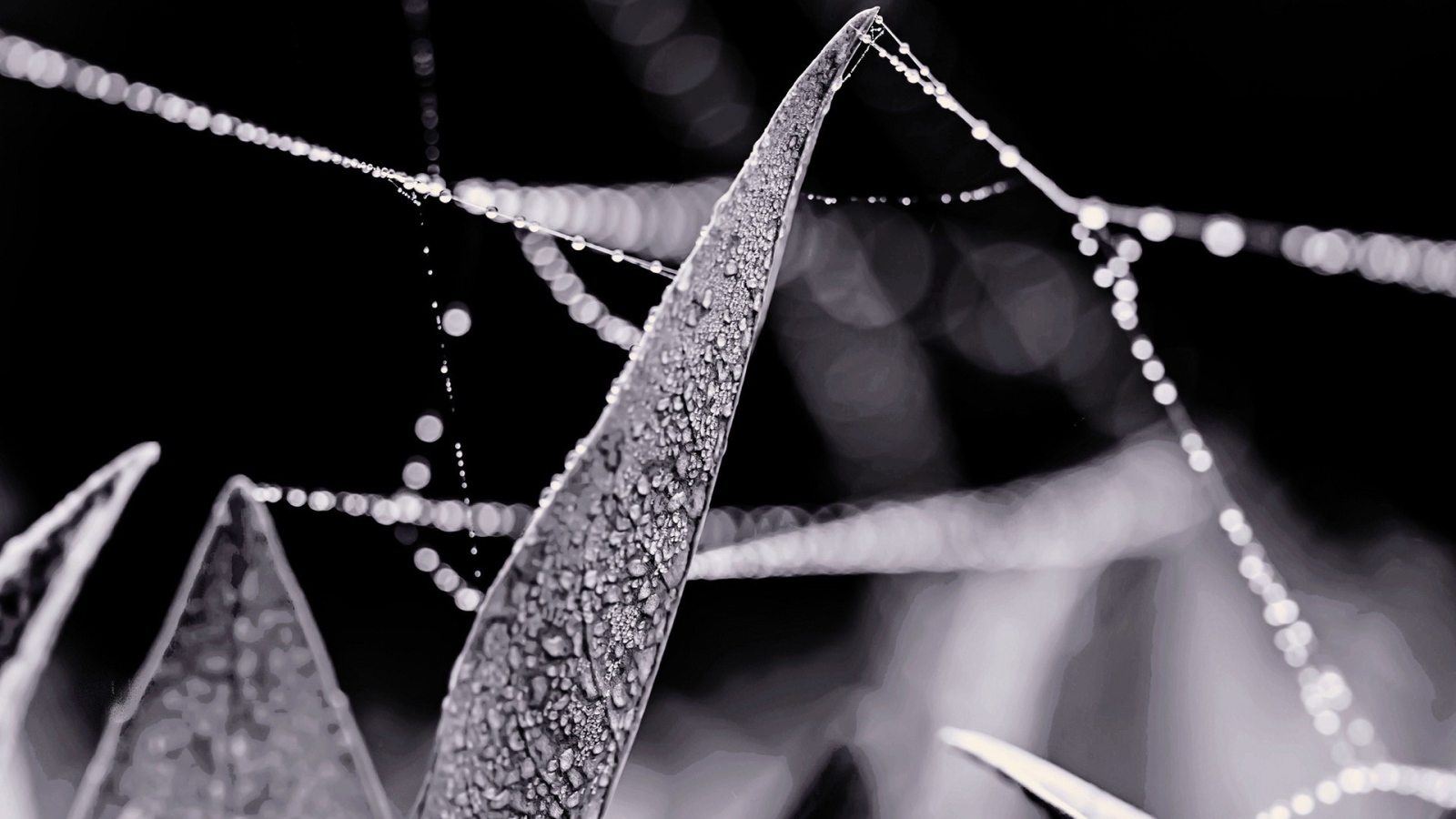 Роса на нитях паутины между травой