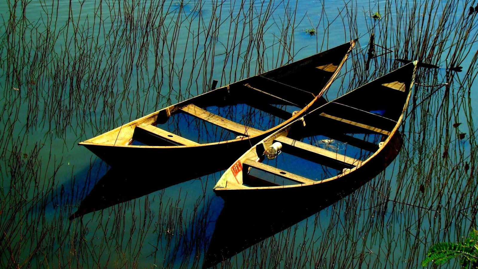 Затопленные лодки в зарослях