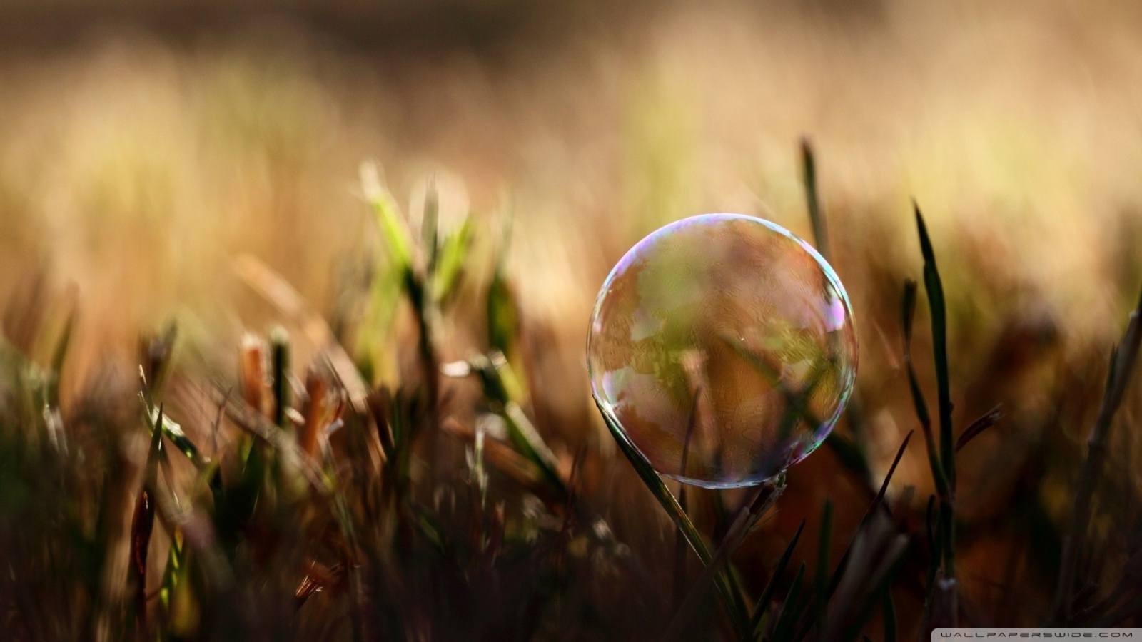 Мыльный пузырь на травинке