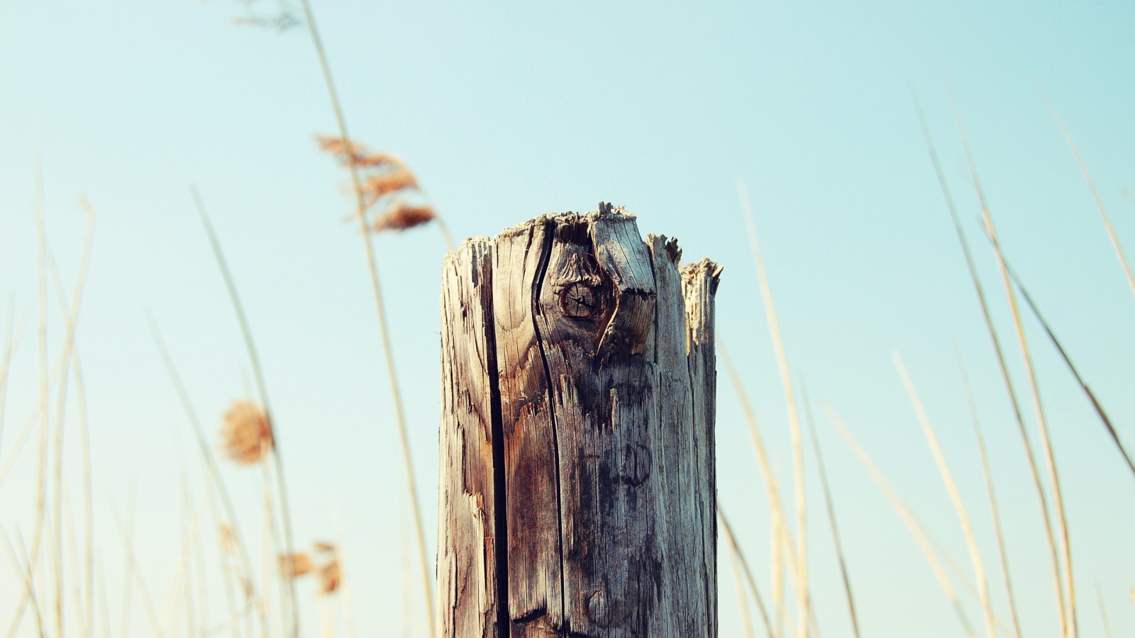 Пенек на фоне неба