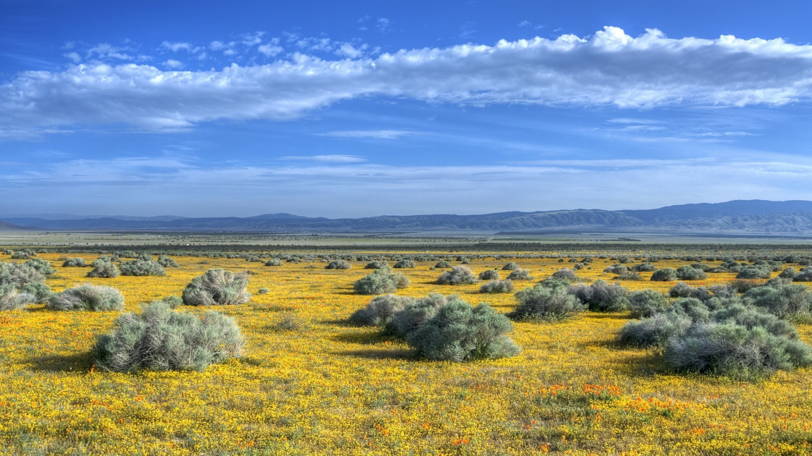 Растительность на равнине в предгорье