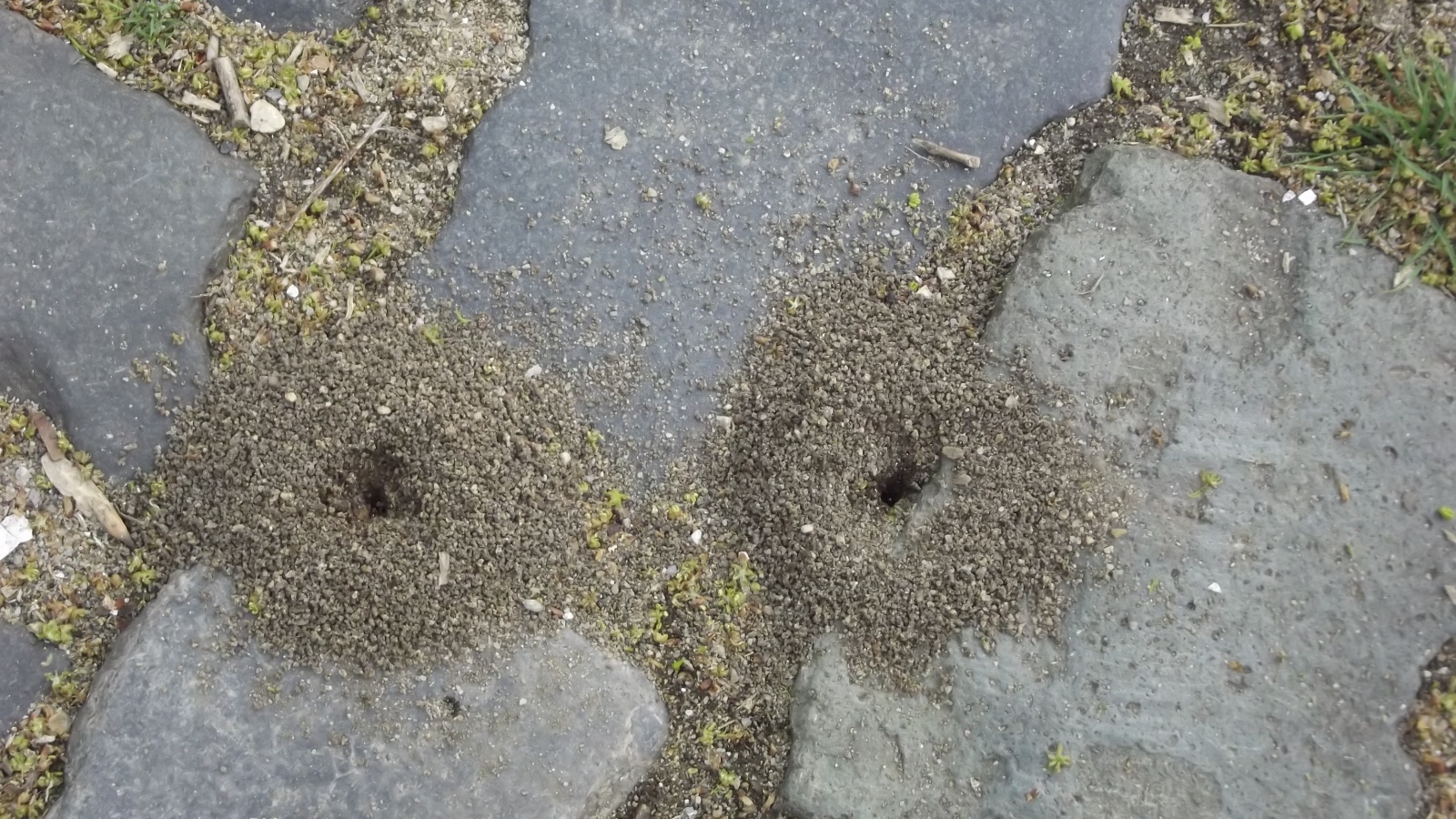 Следы земляных червей среди брусчатки