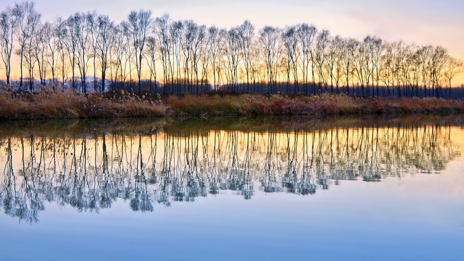 Деревья без листьев отражаются в воде
