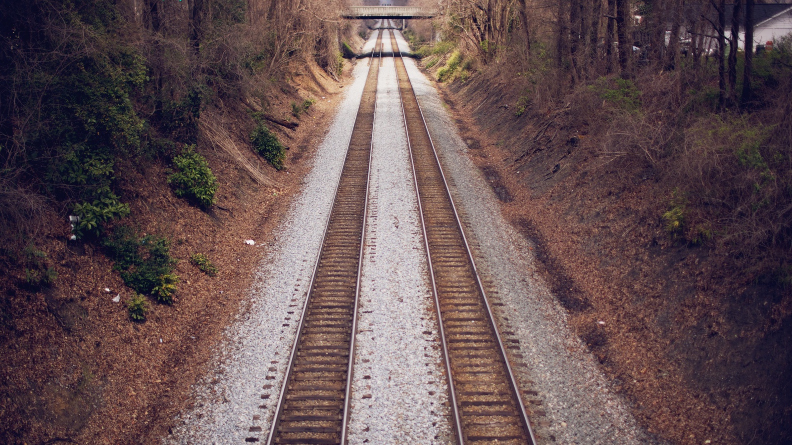 Два пути железной дороги между деревьями