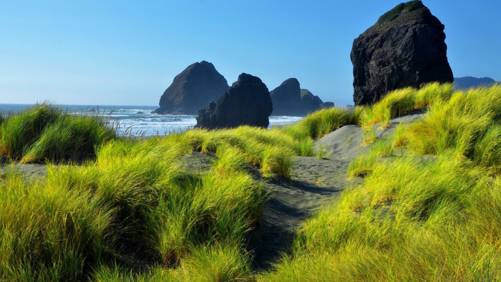 Нежная зелень на сером песке у моря