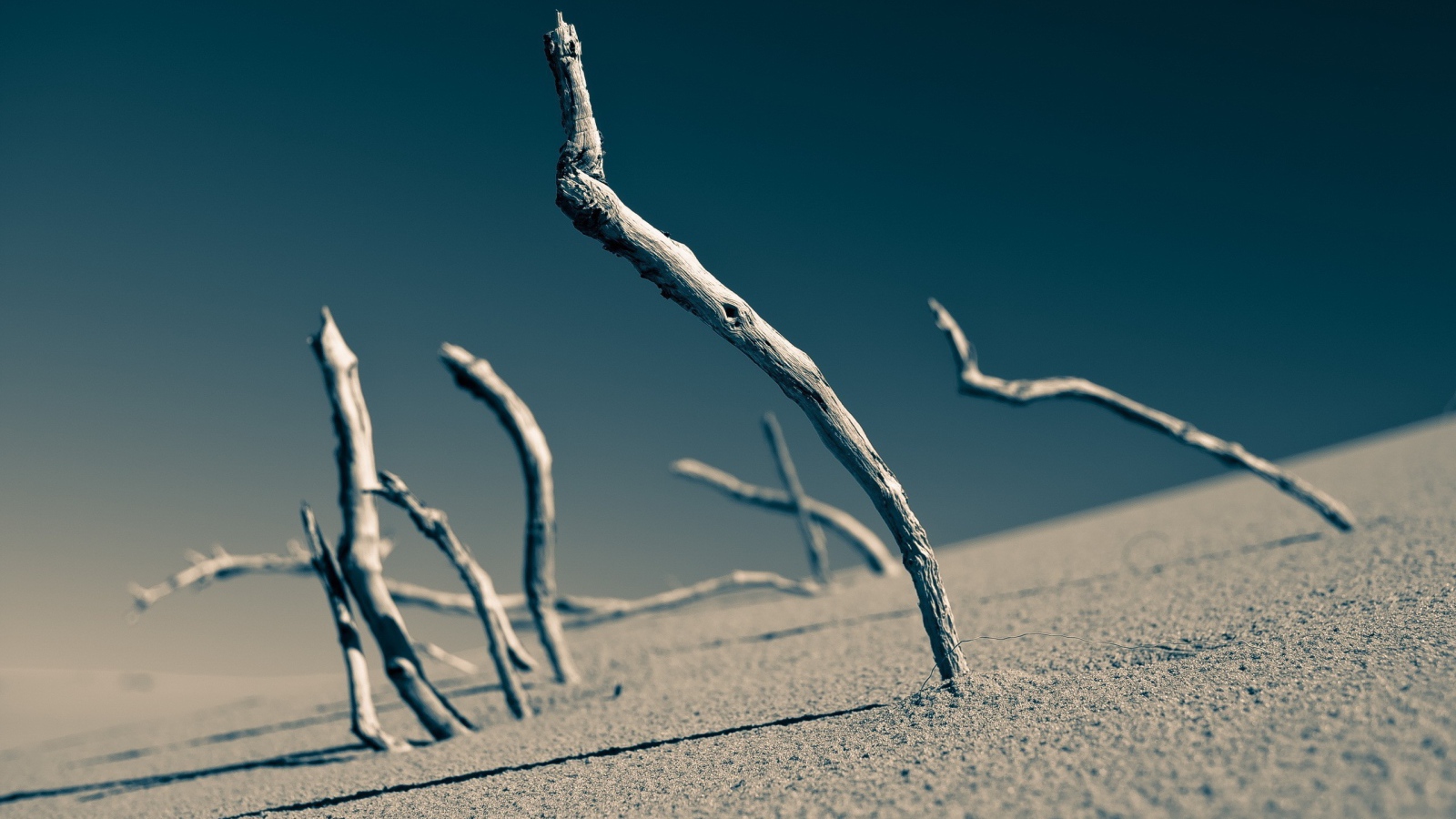 Сухие ветки торчат в песке