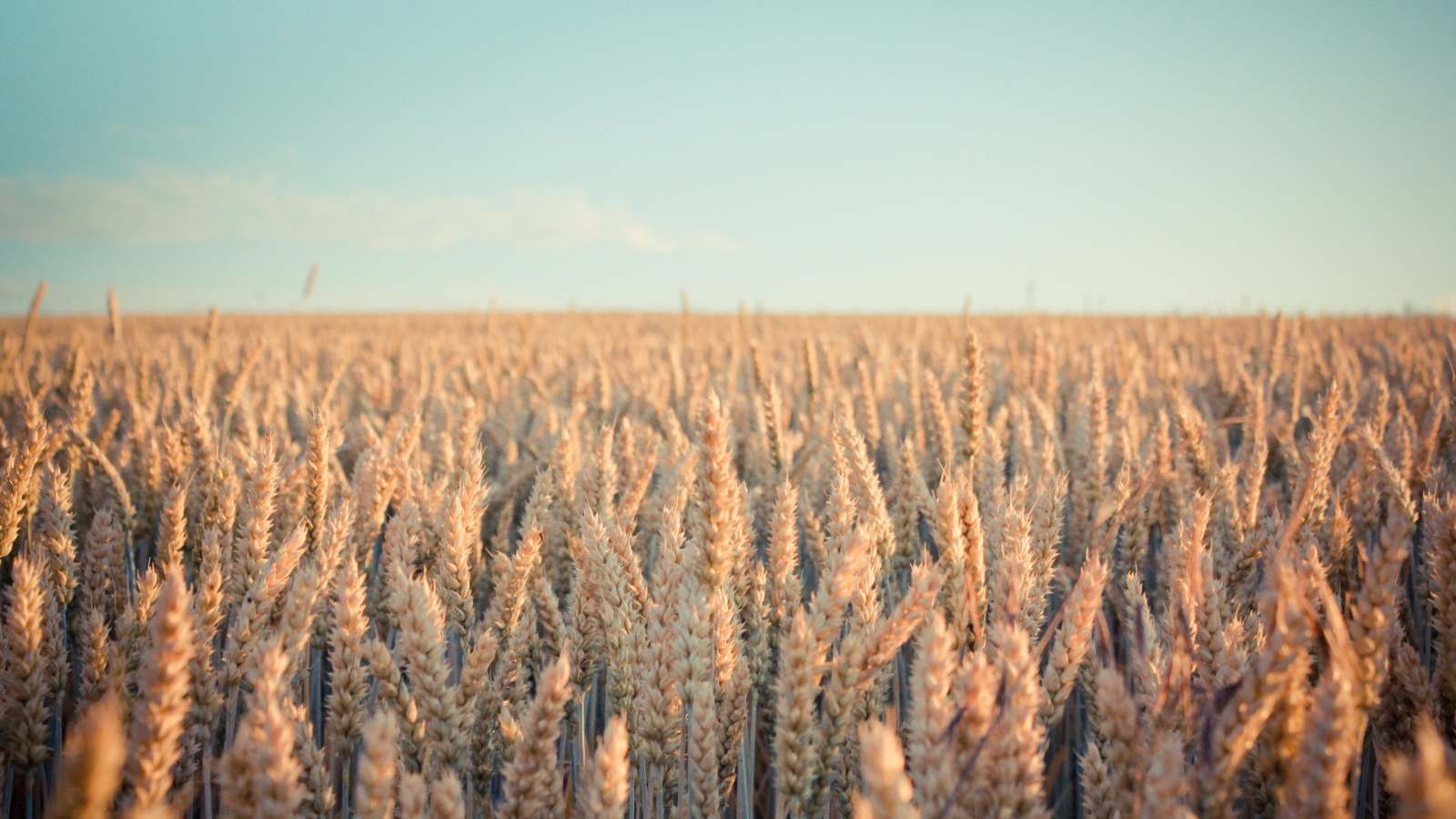 Поле зрелой пшеницы в лучах солнца