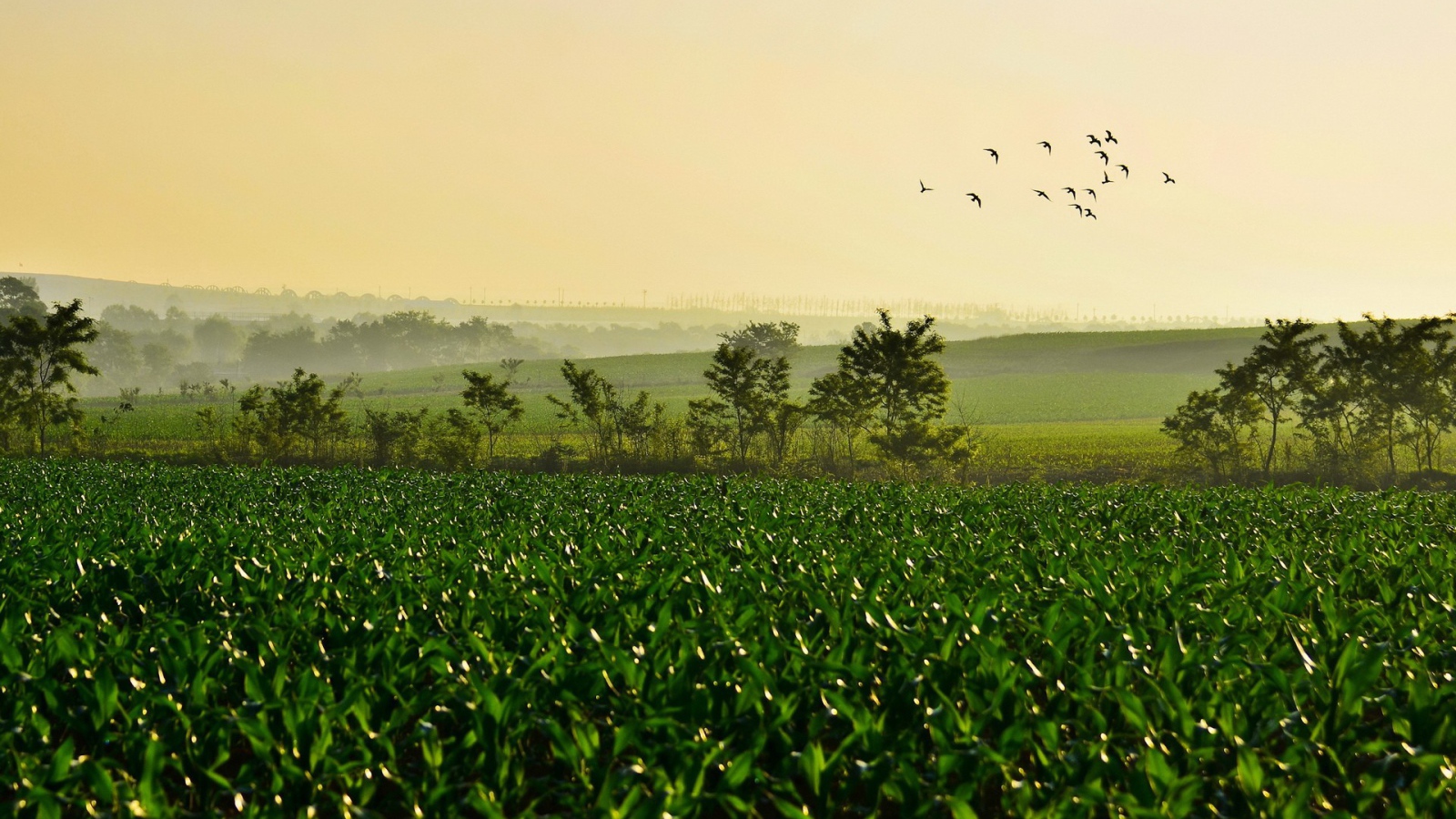Поле молодых ростков чая