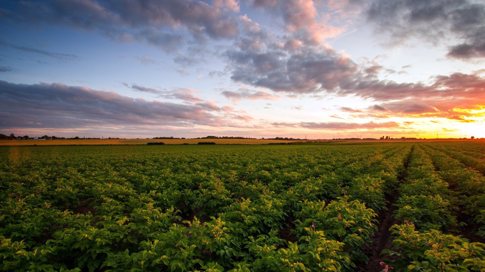 Зеленое сельское поле
