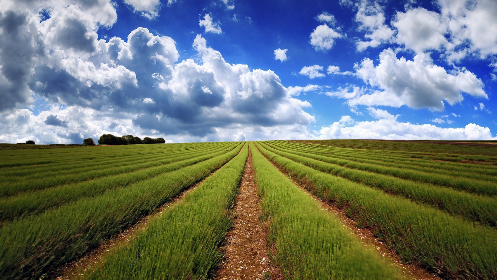 Аккуратные ряды молодой лаванды