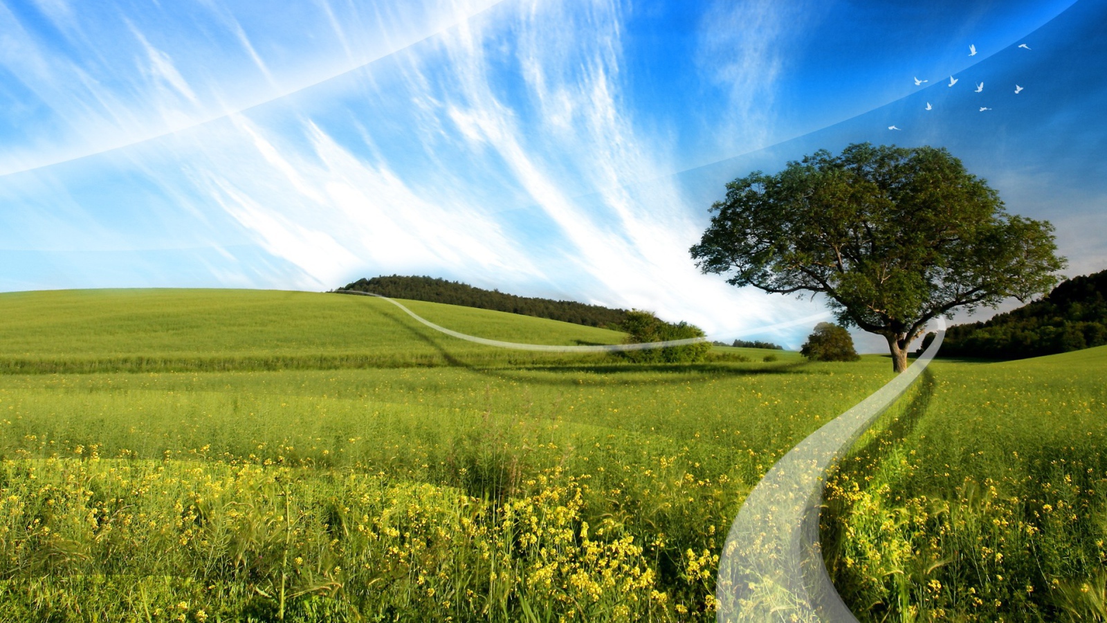 Белая линия на поле