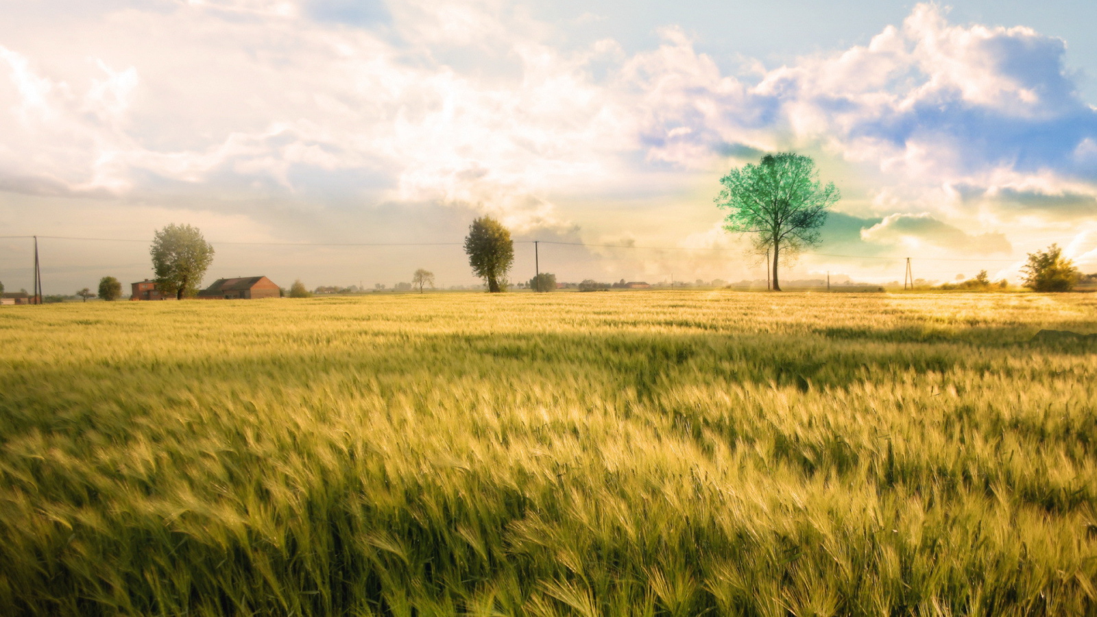 Белые облака над полем