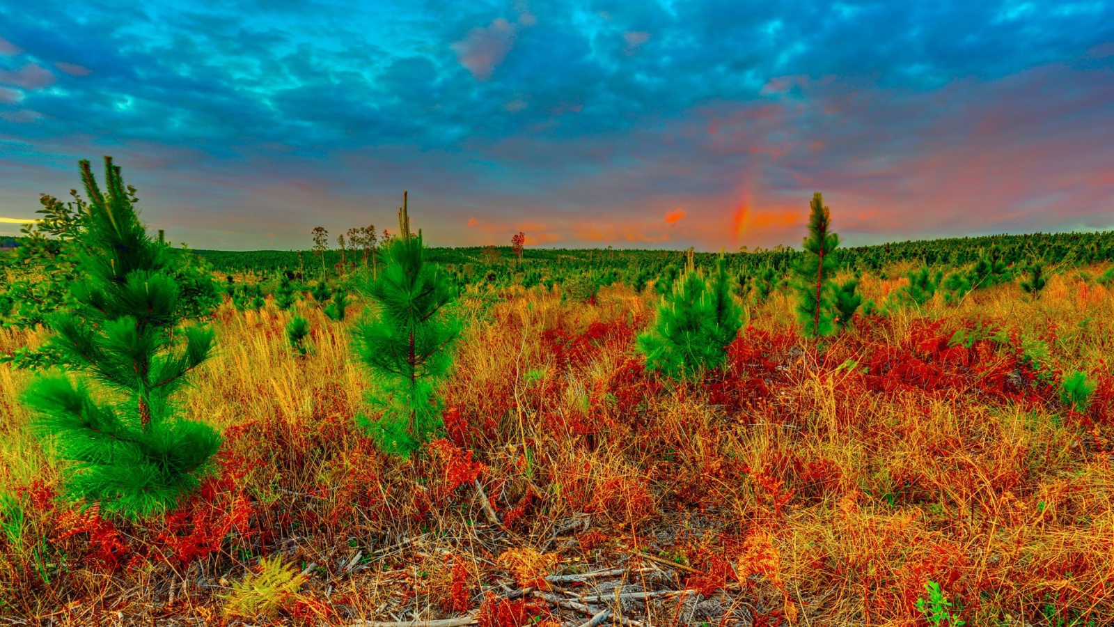 Молодые ели в поле