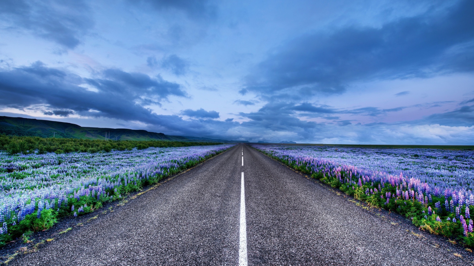 Дорога среди синих полей
