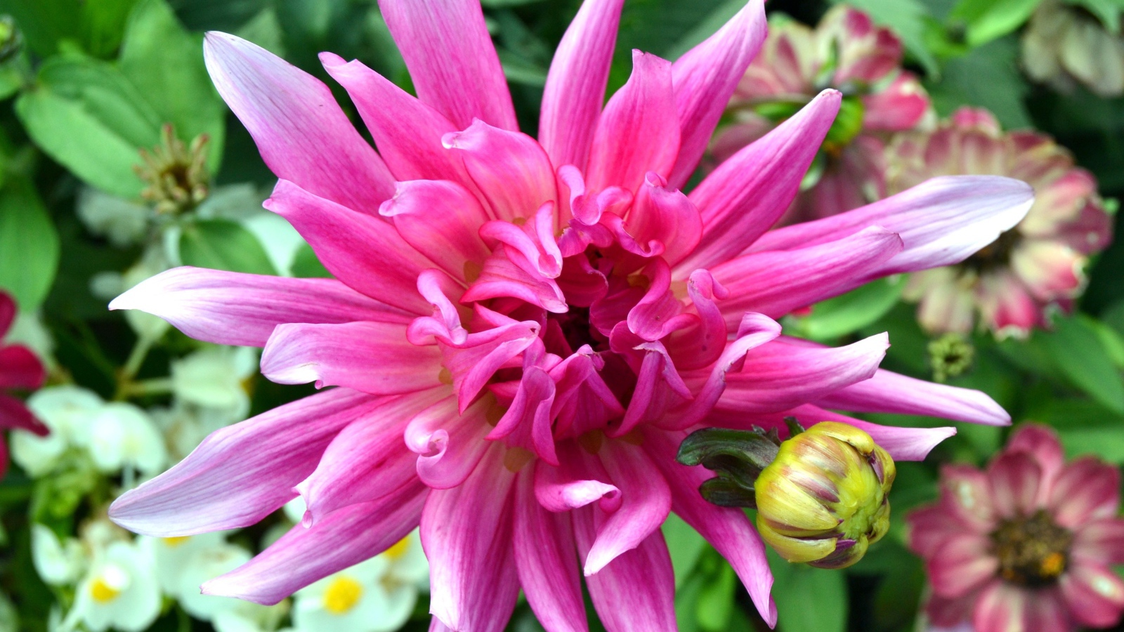 Яркий розовый экзотический цветок