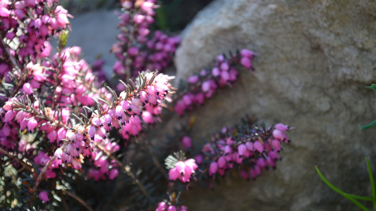 Кисти розовых цветов у камня