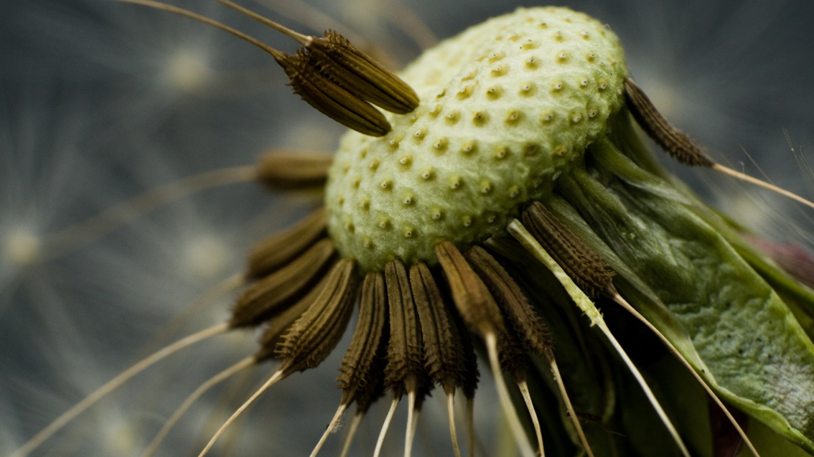 Семена одуванчика на стебле