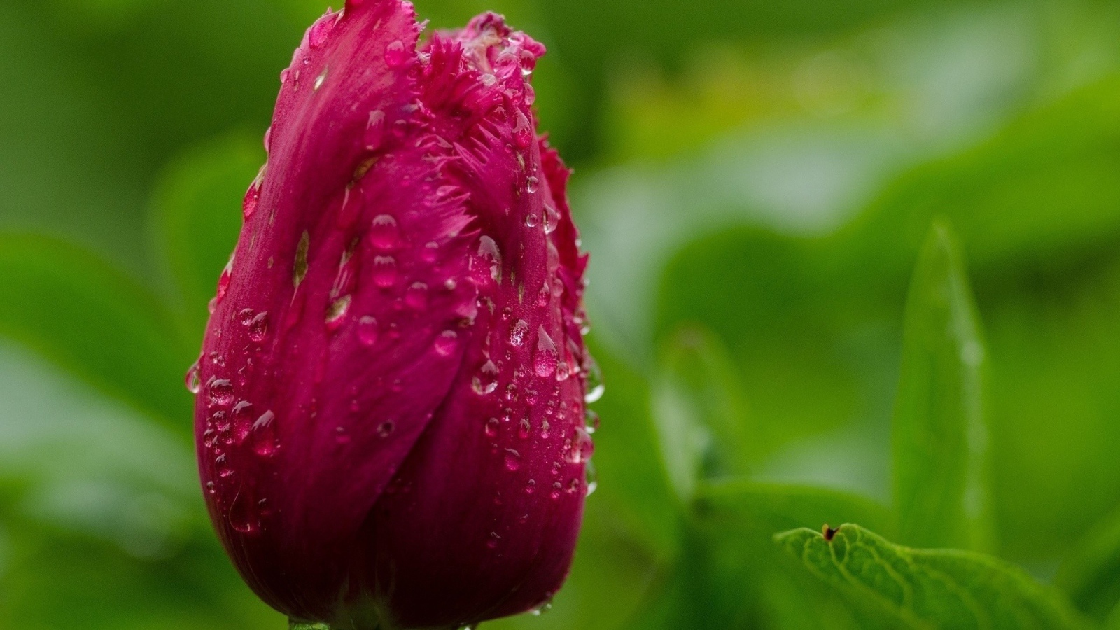 Капли воды на бутоне тюльпана
