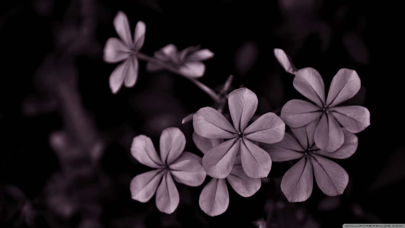 Серые цветы на черном фоне