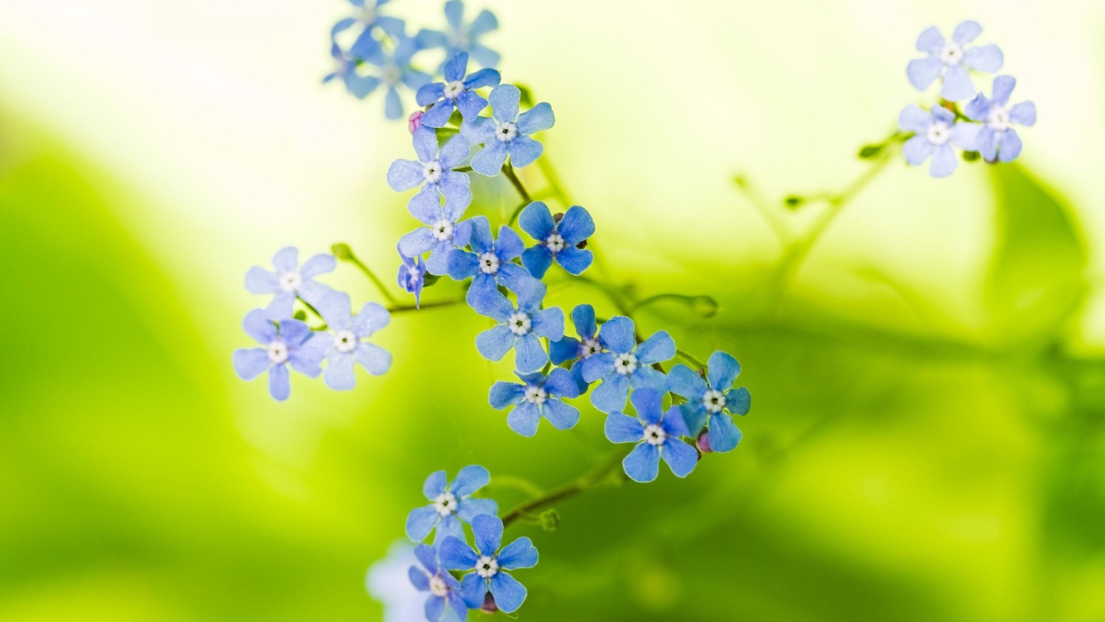 Незабудки на зеленом фоне