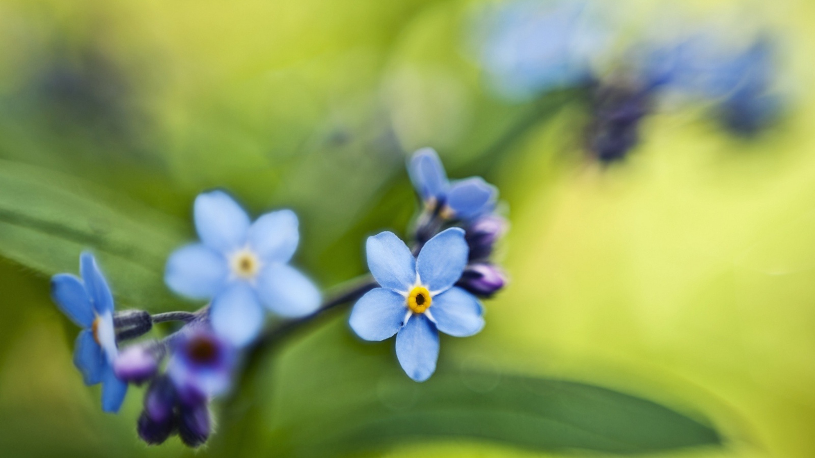 Незабудки на зеленом листе