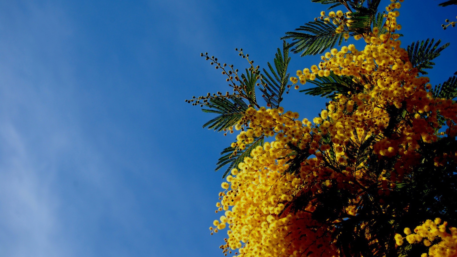 Цветы мимозы на фоне неба