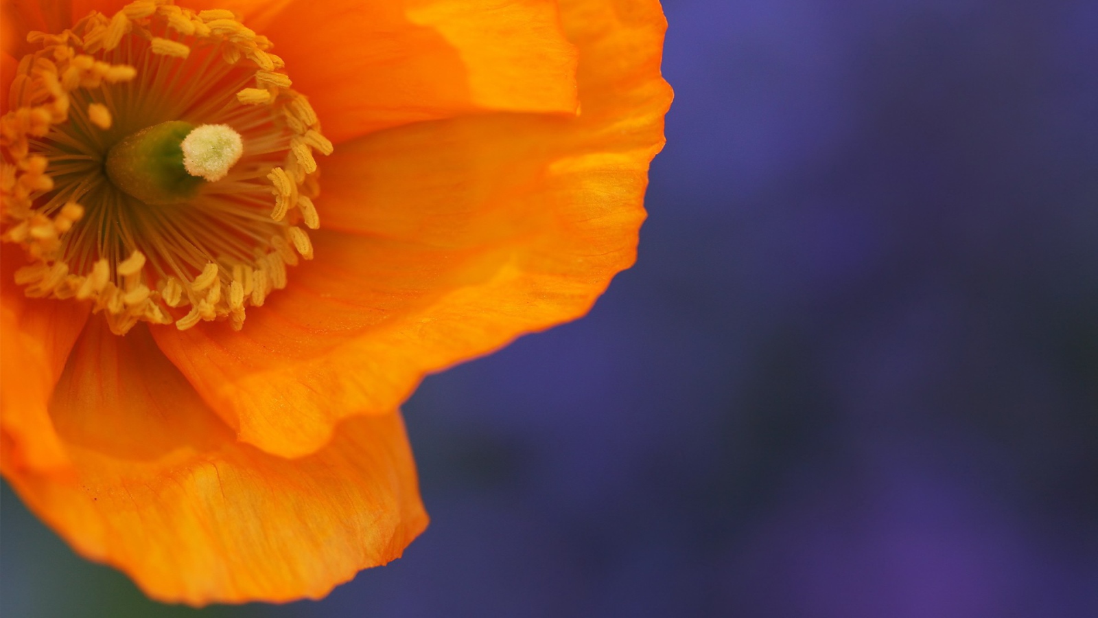 Оранжевый цветок на голубом фоне