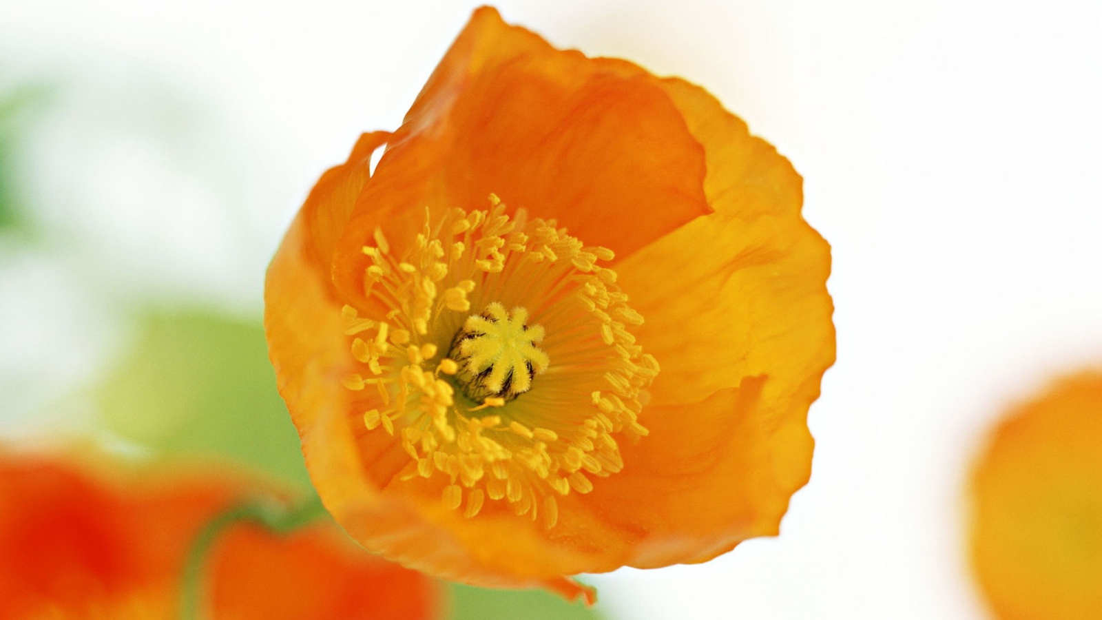 Оранжевый цветок на белом фоне