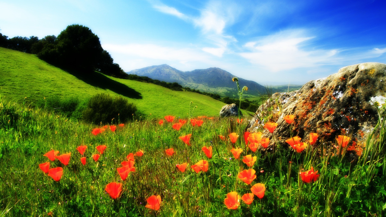 Маки у камня в горах