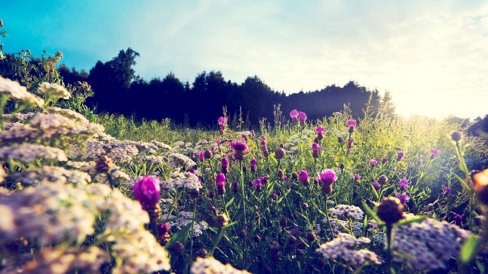 Фиолетовые цветы среди камней