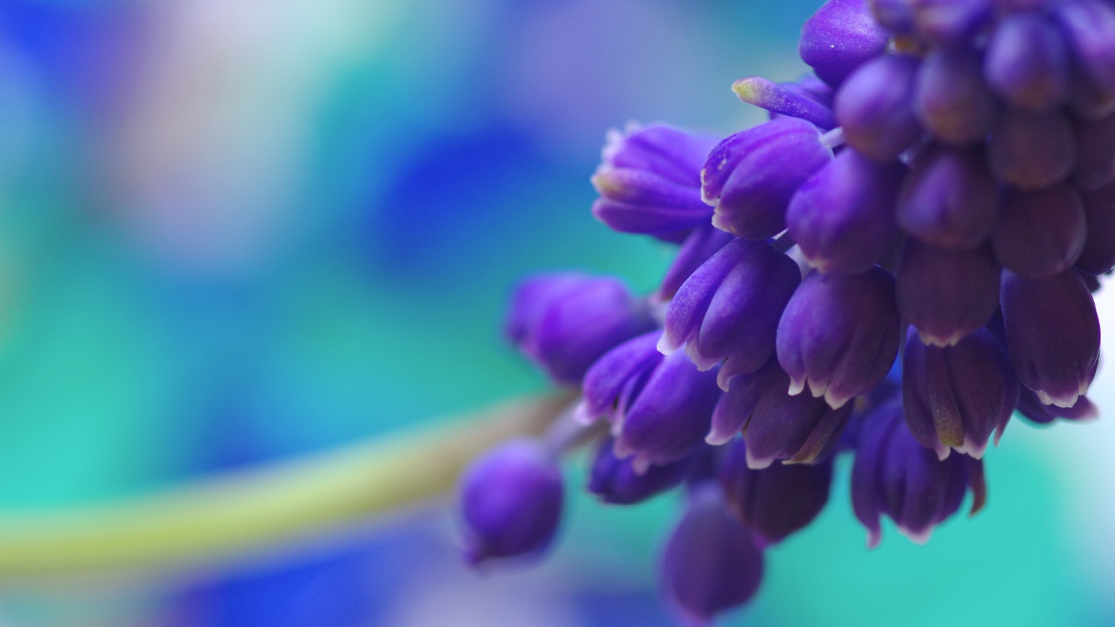 Фиолетовые цветы собраны в кисть