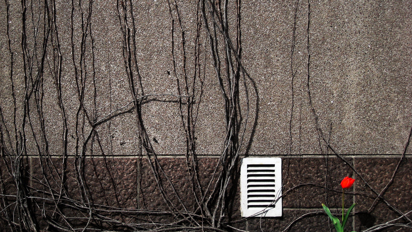 Весенний цветок тюльпан