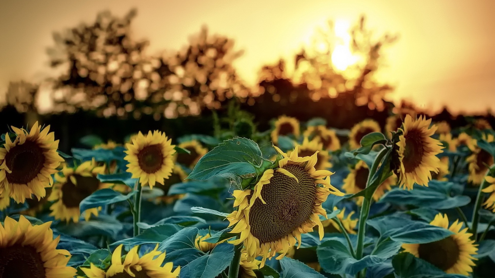 Подсолнухи на фоне деревьев и заката
