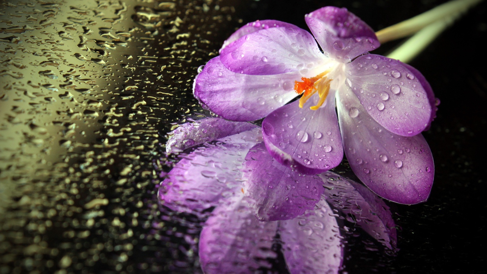 Цветок на мокром зеркале