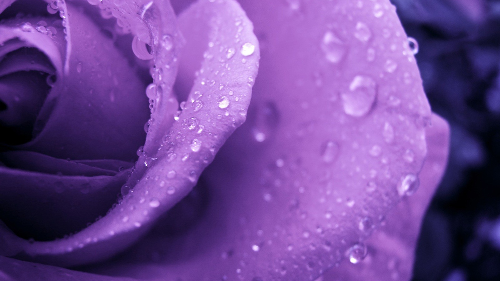 Влажная сиреневая роза